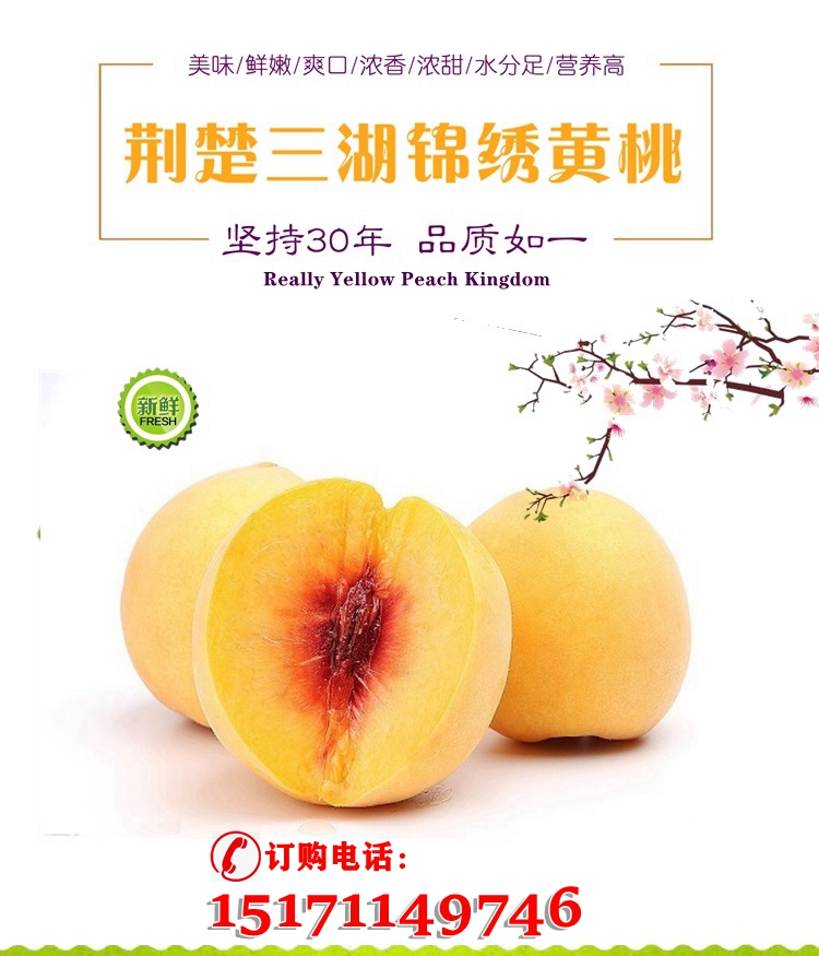 【精品装】荆楚三湖锦绣黄桃新鲜味甜多汁价格170元/20斤！