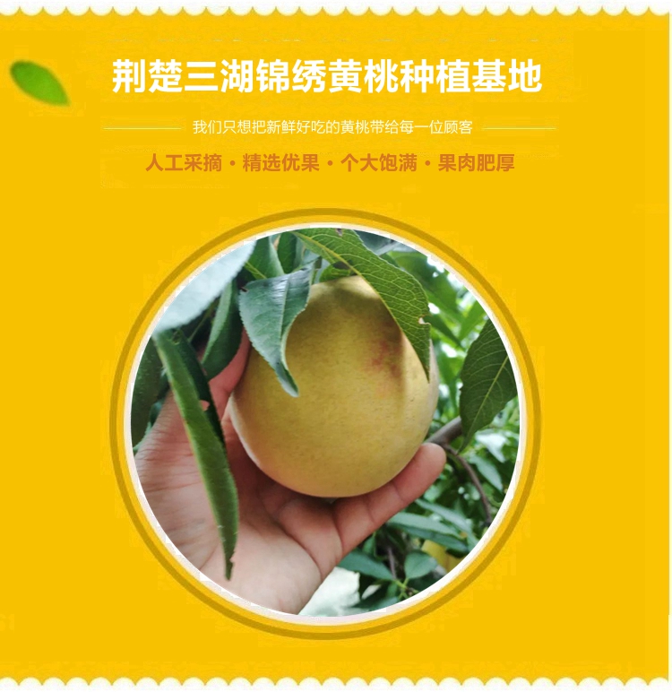 【精品装】荆楚三湖锦绣黄桃新鲜味甜多汁价格170元/20斤！