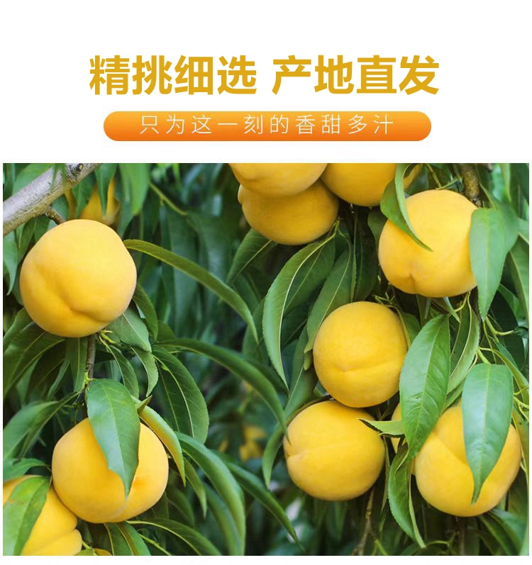 【精品装】荆楚三湖锦绣黄桃新鲜味甜多汁价格170元/20斤！