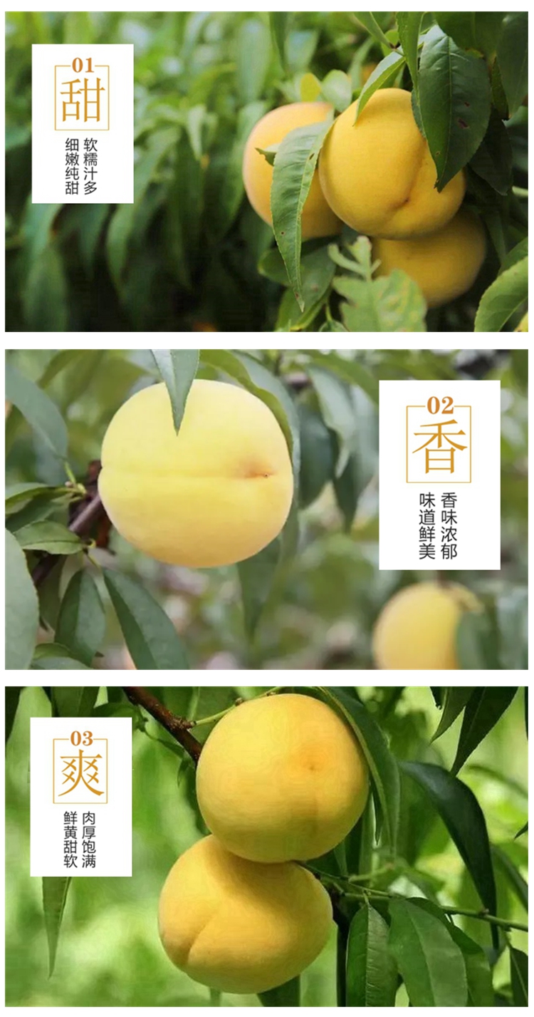 【精品装】荆楚三湖锦绣黄桃新鲜味甜多汁价格170元/20斤！