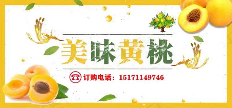 【精品装】荆楚三湖锦绣黄桃新鲜味甜多汁价格170元/20斤！