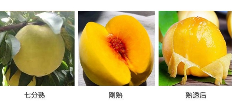 【精品装】荆楚三湖锦绣黄桃新鲜味甜多汁价格170元/20斤！