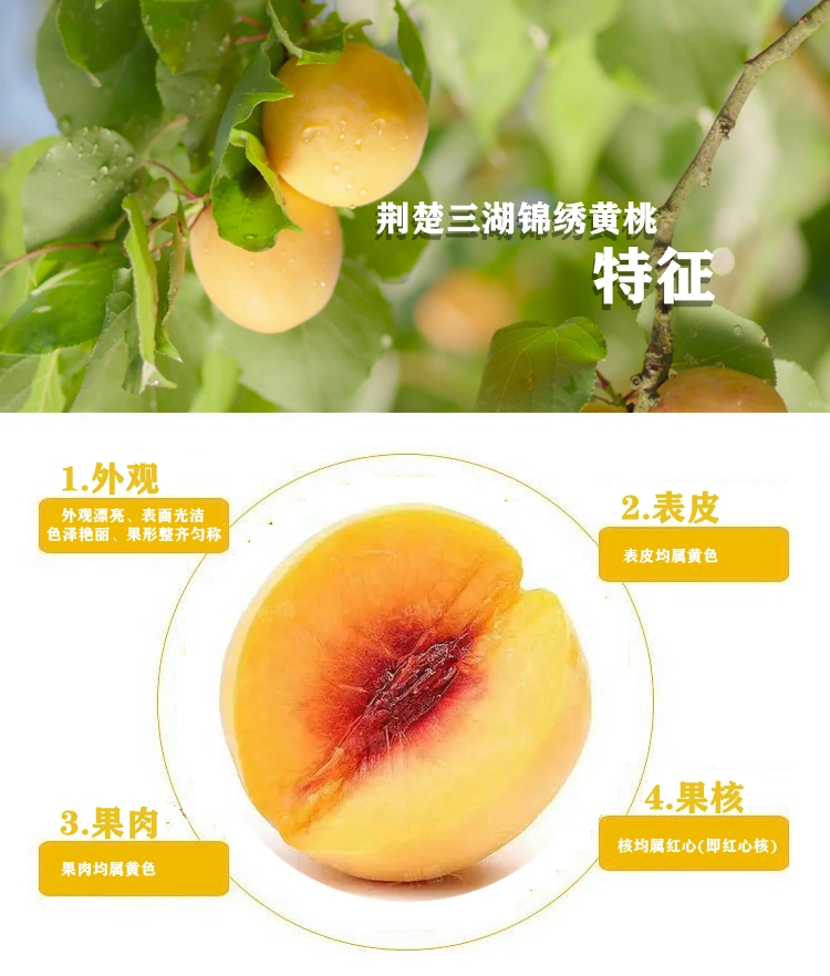 【精品装】荆楚三湖锦绣黄桃新鲜味甜多汁价格170元/20斤！